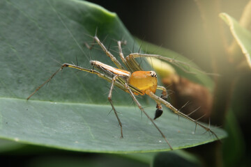 close up small spider.