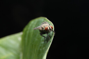 Common housefly close-up macro side view portrait.