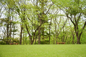 公園の芝生とベンチ