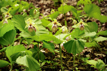 クマガイソウの群生