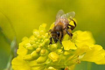 Abeille sur fleur jaune