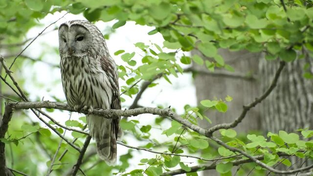 エゾフクロウ（Ural Owl ）
