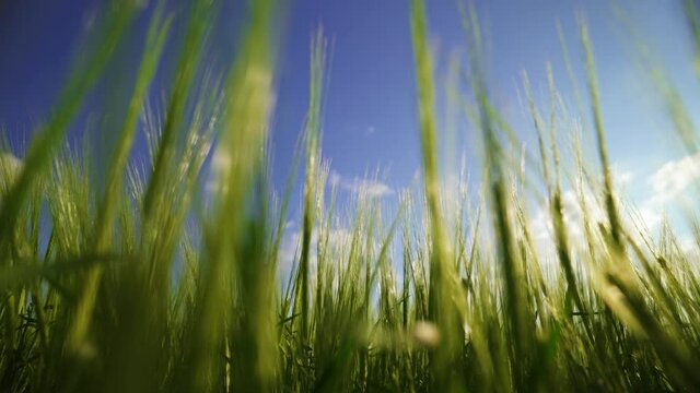 Agriculture. The rays of the sun shine through the spikelets of barley. The wind sways wheat in the field, waves of crops. A cereal field for making bread and beer. A large crop of grain.