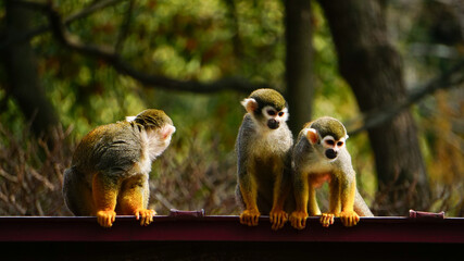 長崎県、森きららのコモンリスザル