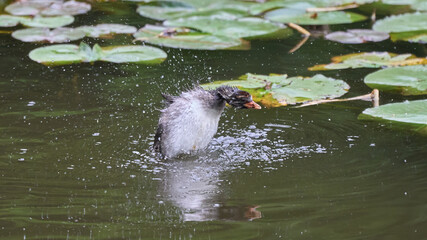 Little Grebe chicks flapping on the surface of the water (from the side)