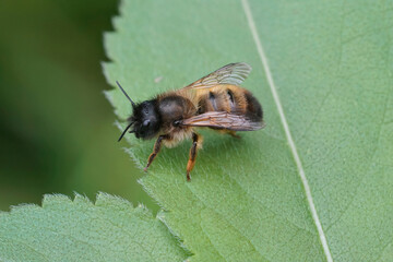 Closeup of a female red mason bee, Osmia rufa, resting on a green leaf