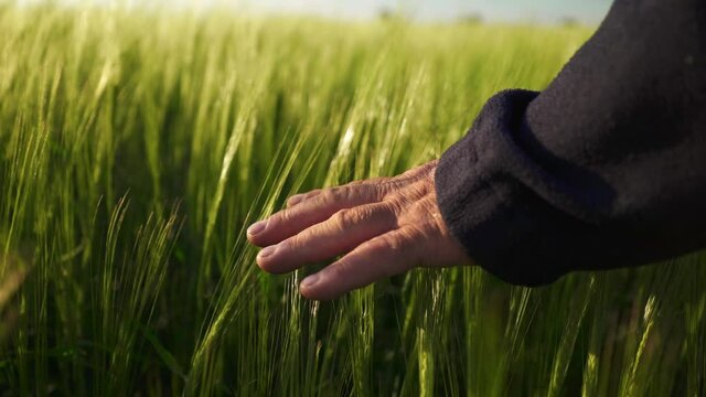The landowner checks the future wheat harvest. The farmer strokes the spikelets of barley. Green wheat fields in the rays of the bright sun. Cereals for making bread and beer. Agricultural business.
