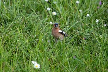 tree finch with an insect in its beak in a meadow