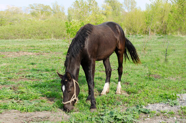 horse grazing in the meadow