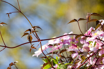 young leaves on a tree in springtime