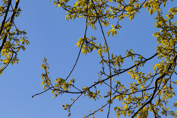 young leaves on a tree in springtime