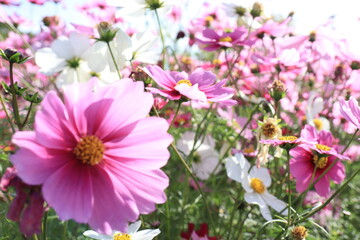 コスモス