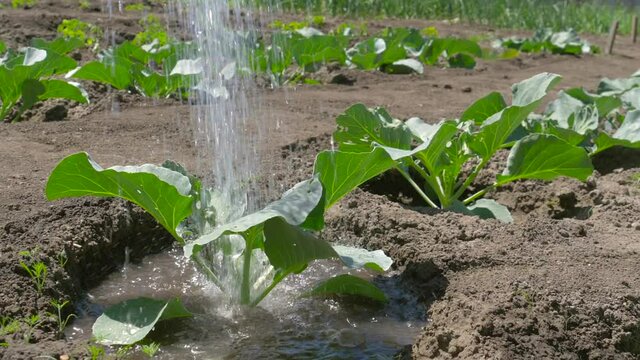 Irrigation, watering with garden watering can of cabbage seedlings in open field, plant care, the concept of an environmentally friendly product. Sprout cabbage, cabbage plant, watering cabbage.