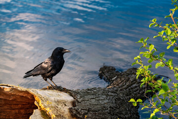 raven is sitting on a broken log that has fallen from the bank into the lake