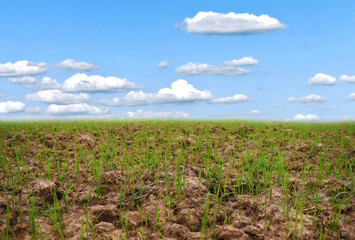 green field and blue sky