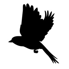 Obraz premium isolated, bird flies black silhouette on white background