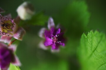 Native raspberry flowers. Rosaceae deciduous shrub.