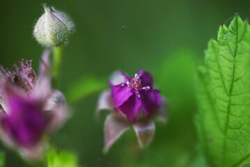 Native raspberry flowers. Rosaceae deciduous shrub.