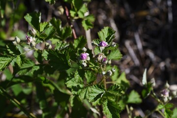 Native raspberry flowers. Rosaceae deciduous shrub.