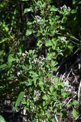 Native raspberry flowers. Rosaceae deciduous shrub.