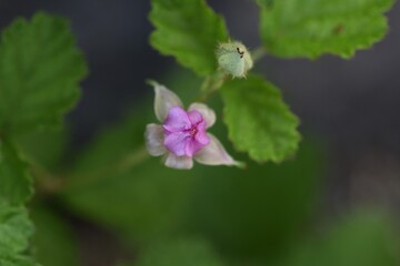 Fototapeta premium Native raspberry flowers. Rosaceae deciduous shrub.