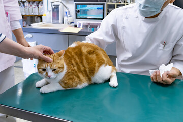 動物病院で健康診断を受ける猫
