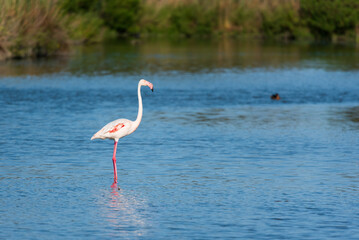 Pink flamingo, Camargue, France