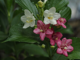 紅白のハコネウツギ