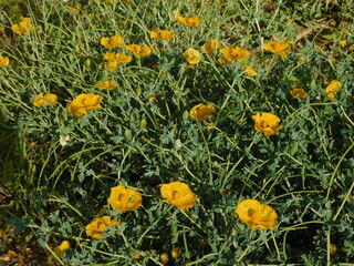 Yellow horned poppy, or Glaucium flavum plant with flowers