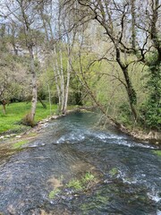 Rivière Auxance au milieu des bois de Quincay