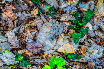 feuilles mortes sur le sol