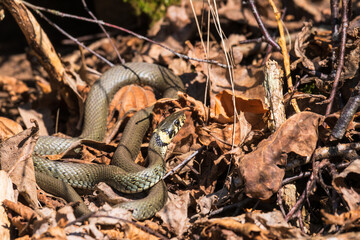 Grass Snake lies and sunbathes in the leaves