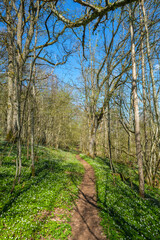 Footpath in a woodland at springtime