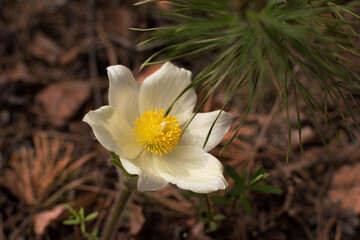 Pulsatilla flower in the forest