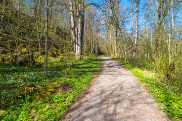 Gravel path in a forest park in the spring