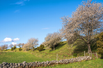 Idyllic spring landscape with blooming cherry trees on a ridge