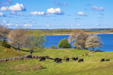 Naklejka na ściany i meble Cultural landscape view with grazing cows at a lake