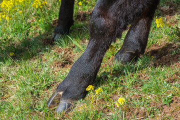 Close up at a cloven hoof on a black cow