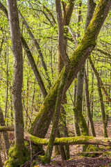 Green moss on trees in a budding forest at springtime