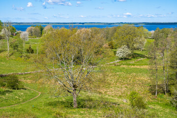 Meadow landscape with lush trees in the spring