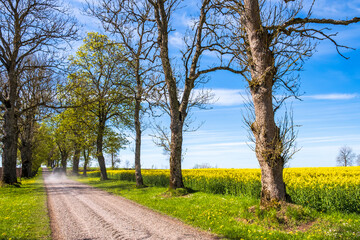 Beautiful tree lined dirt road at a flowering rapeseed field
