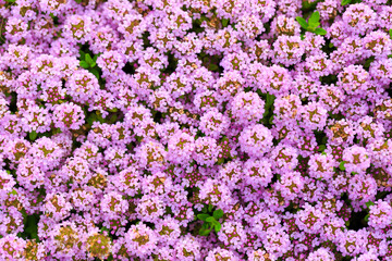 Fototapeta premium purple flowers