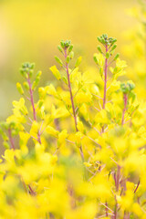 yellow flowers in spring