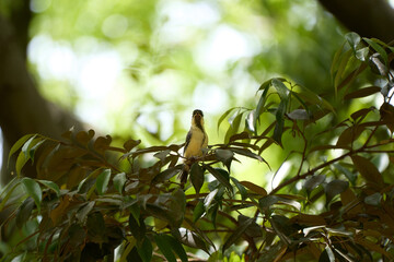 A juvenile great tit looking up at a tree branch