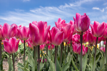 Dutch field purple tulips with wispy clouds in blue sky