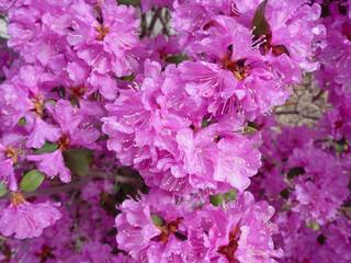 Close up of azalea flowers