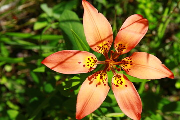 Fototapeta na wymiar orange tiger lily