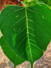 Peepal tree leaf in nice blur background medicinal plant ficus religiosa