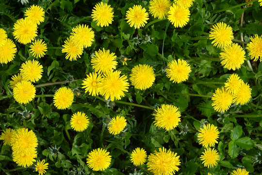 Many yellow dandelions on green field as natural background top view closeup