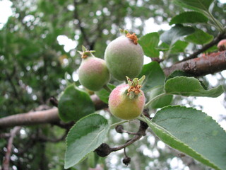 apples on tree